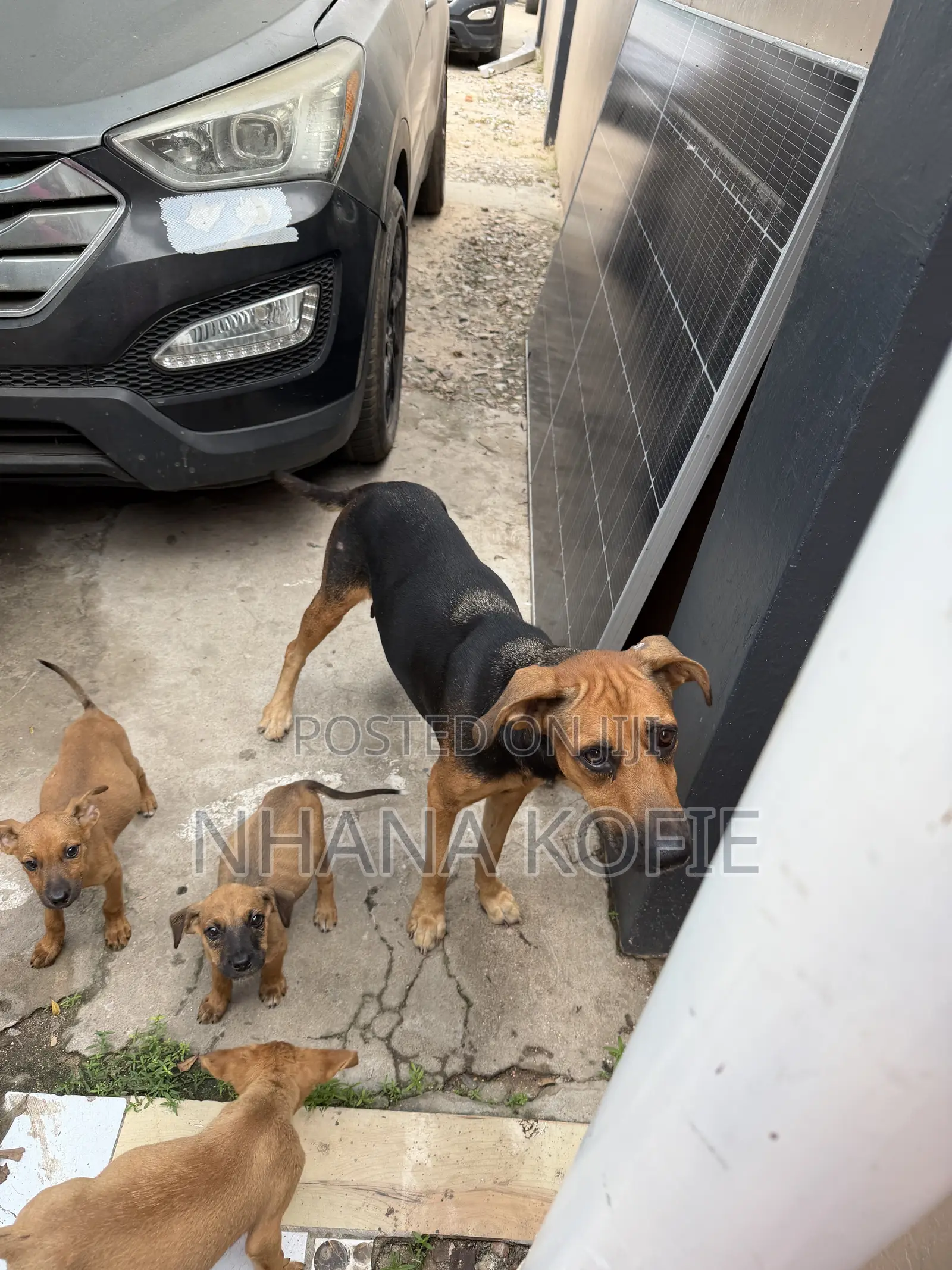 1+ year Female Mixed Breed Dog