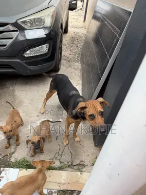 1+ year Female Mixed Breed Dog