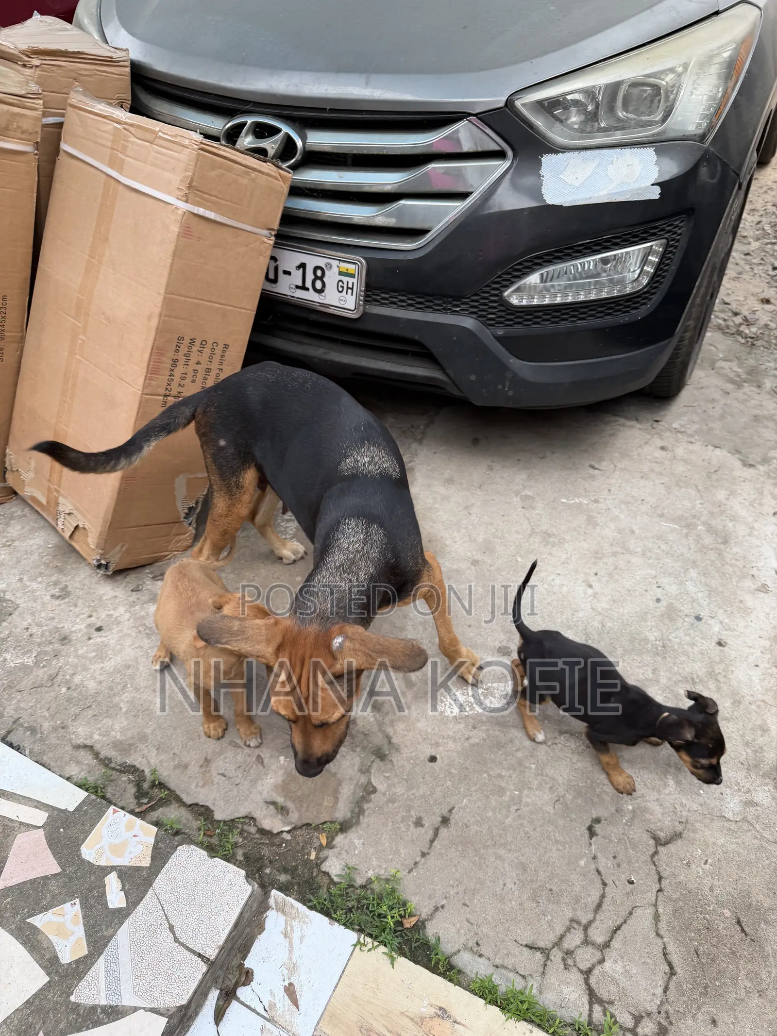 1+ year Female Mixed Breed Dog