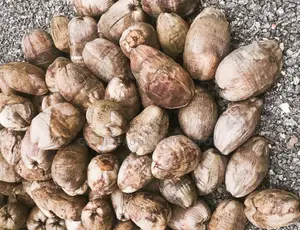 200 Premium Dry Unshelled Coconuts for Sale in Accra