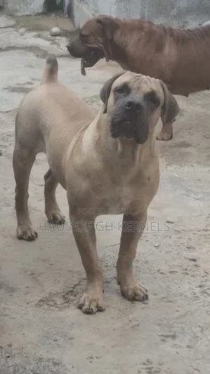 6-12 months Male Purebred Boerboel