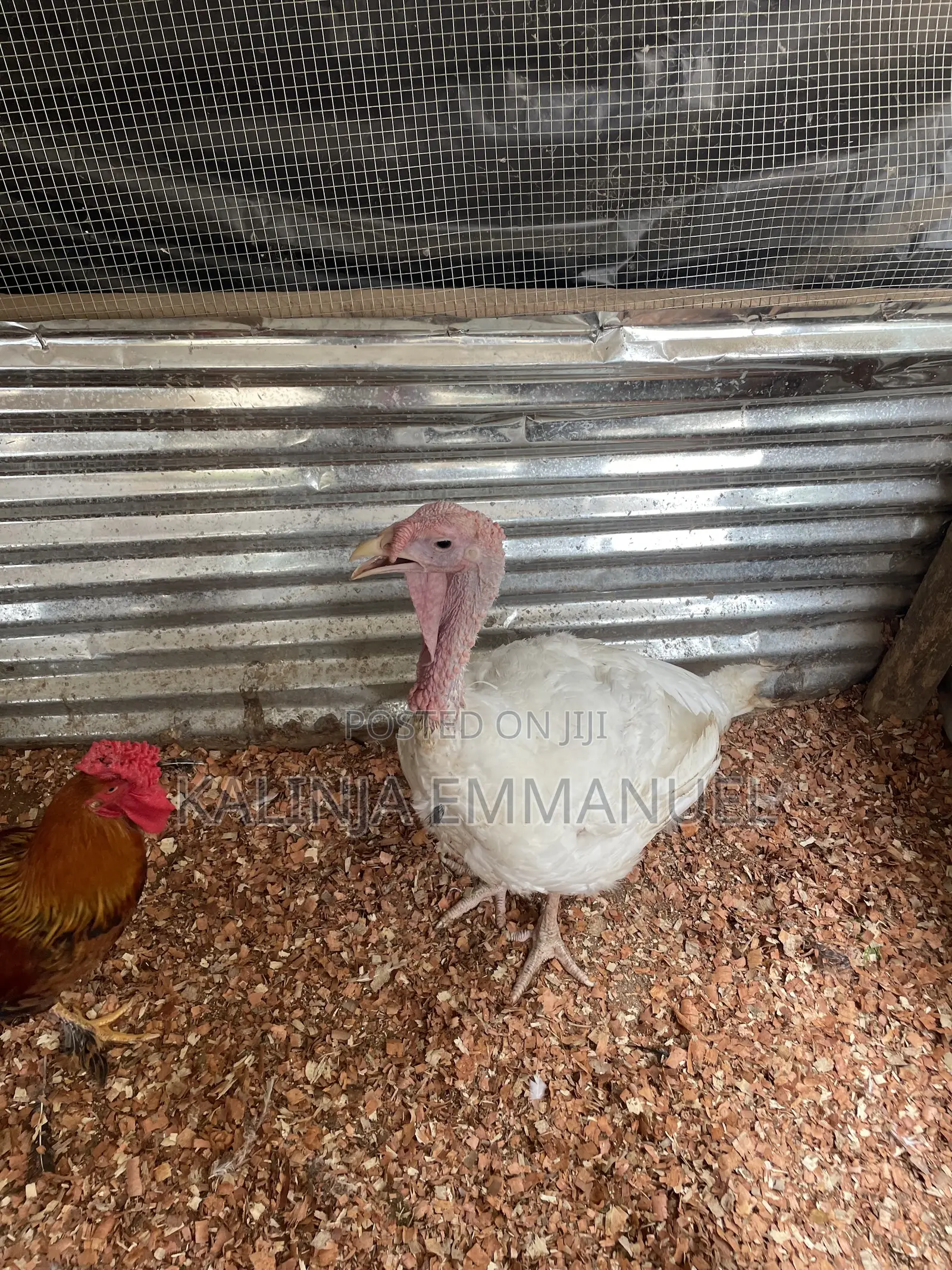 Matured Male Foreign and Local Turkeys for Sale