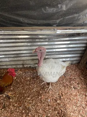 Matured Male Foreign and Local Turkeys for Sale