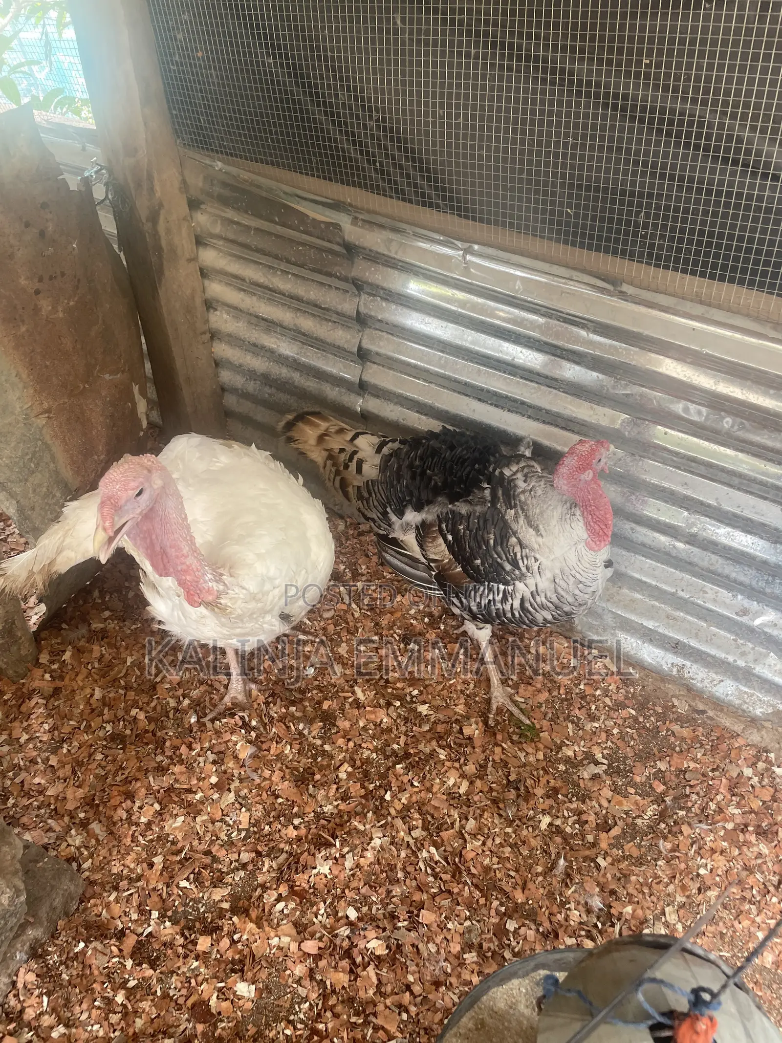 Matured Male Foreign and Local Turkeys for Sale
