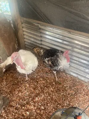 Matured Male Foreign and Local Turkeys for Sale