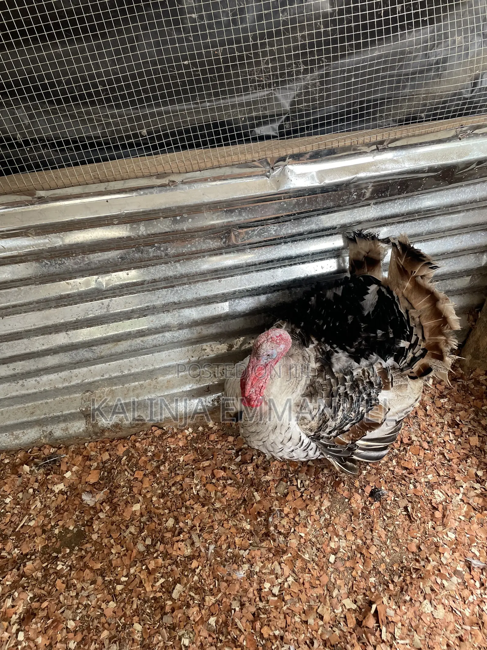 Matured Male Foreign and Local Turkeys for Sale