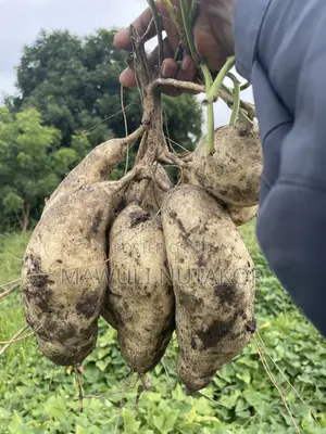 White Flesh Sweet Potatoes and Vines