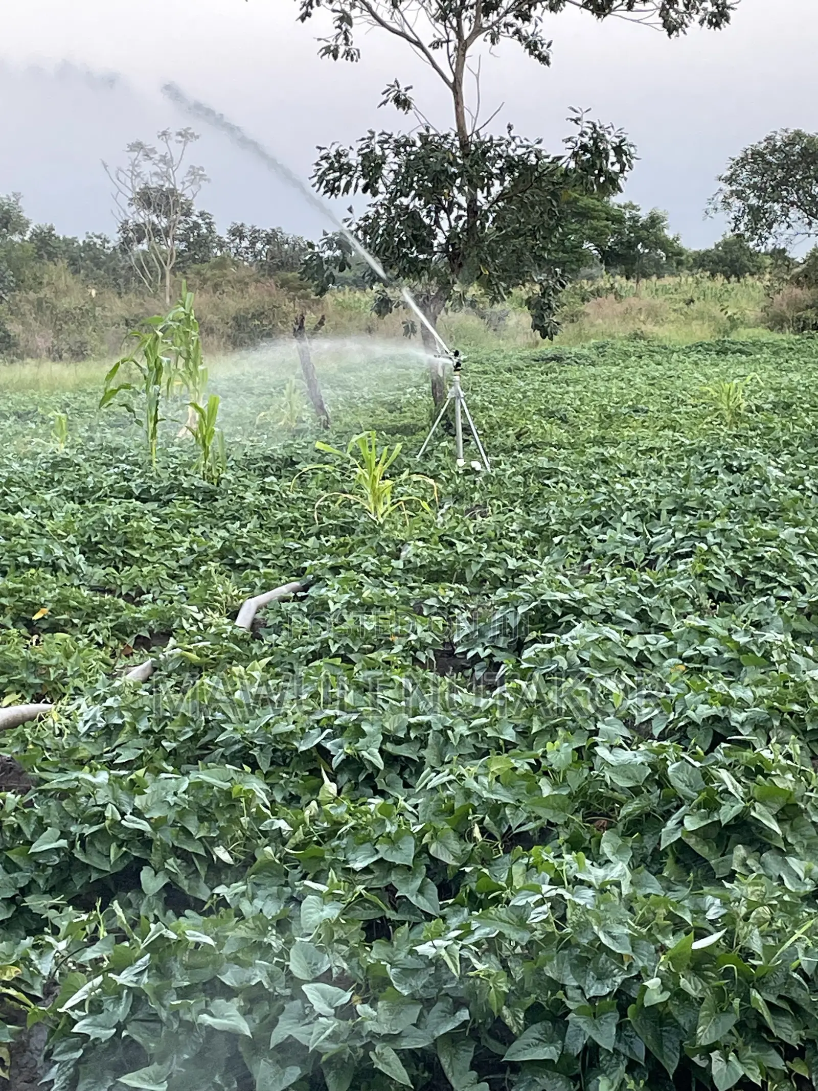 White Flesh Sweet Potatoes and Vines