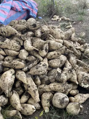 White Flesh Sweet Potatoes and Vines