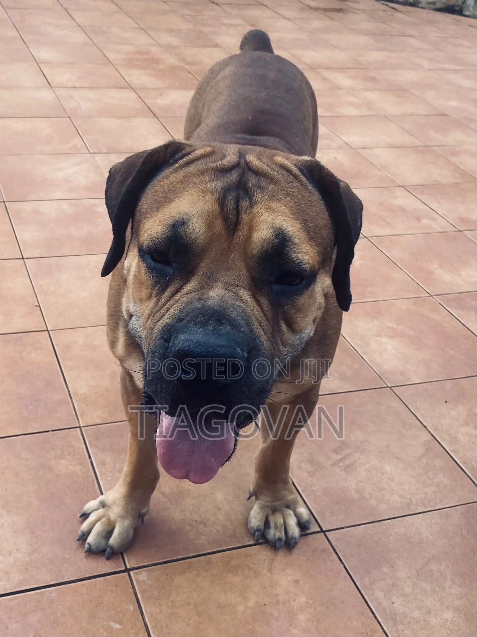 1+ year Male Purebred Boerboel