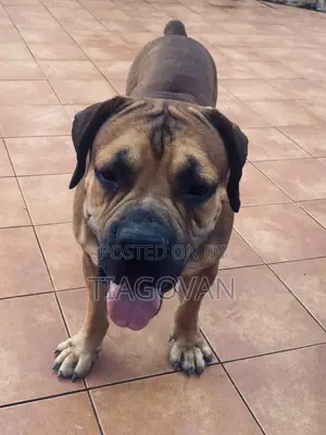 1+ year Male Purebred Boerboel