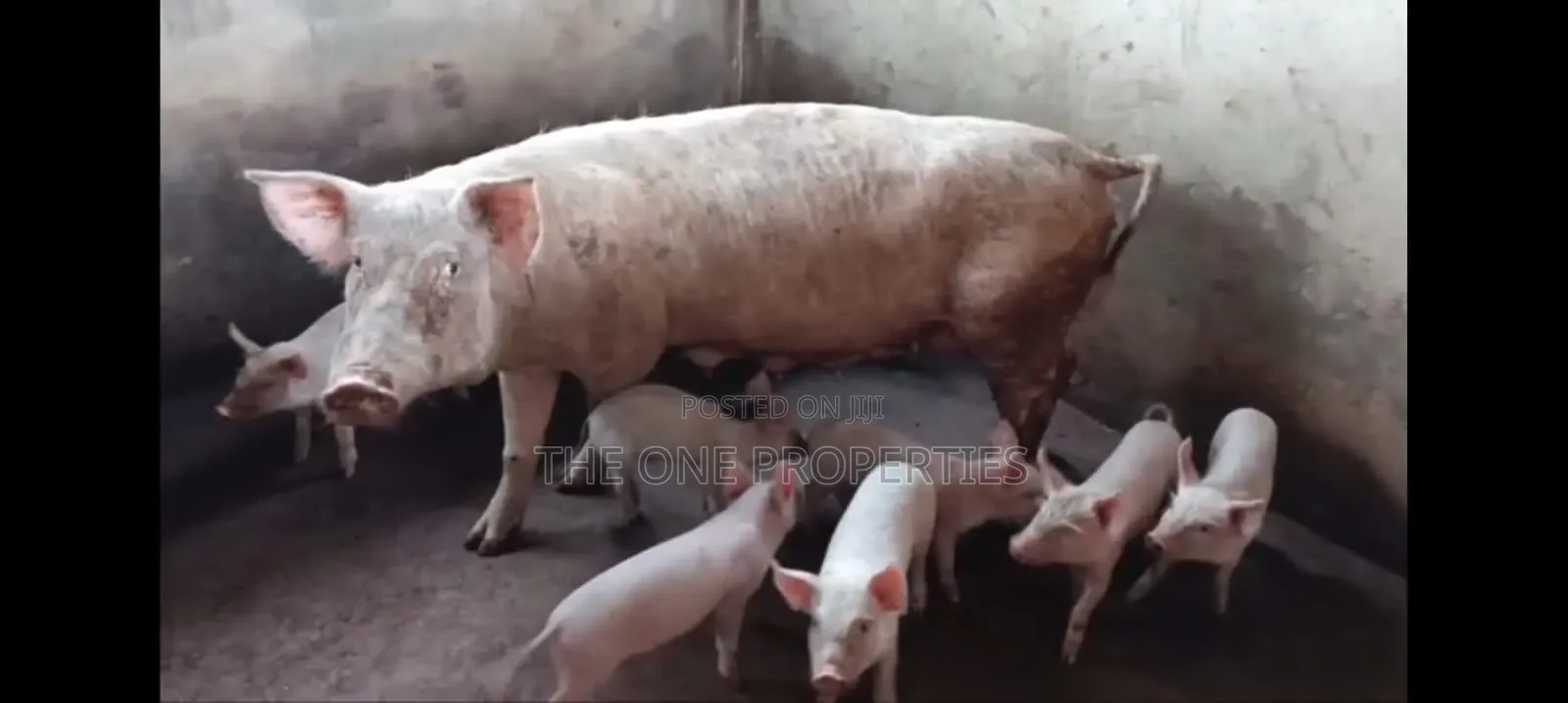 Pigs Farm for Sale at Nsawam Voltic