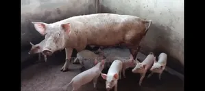 Pigs Farm for Sale at Nsawam Voltic