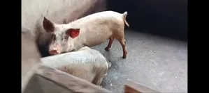 Pigs Farm for Sale at Nsawam Voltic