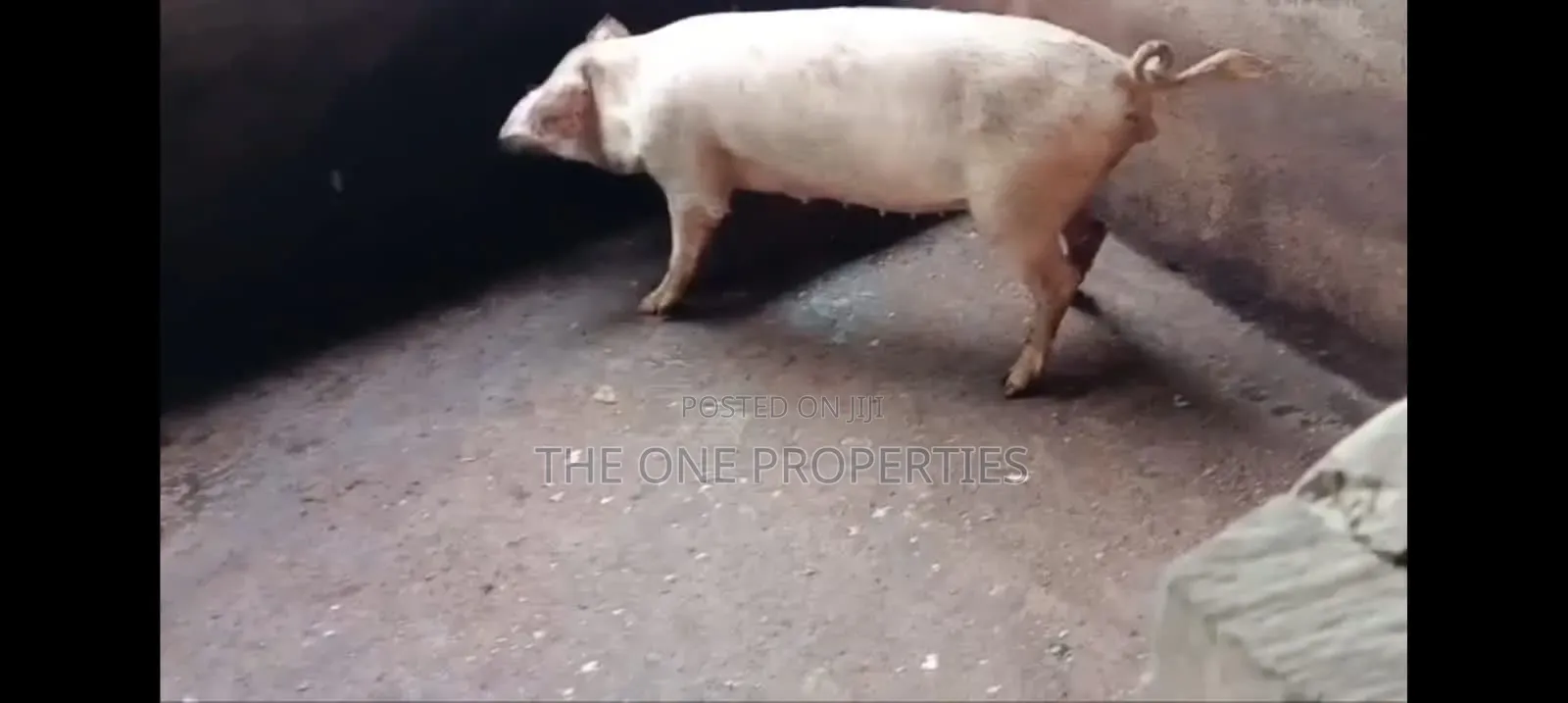 Pigs Farm for Sale at Nsawam Voltic