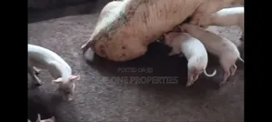 Pigs Farm for Sale at Nsawam Voltic
