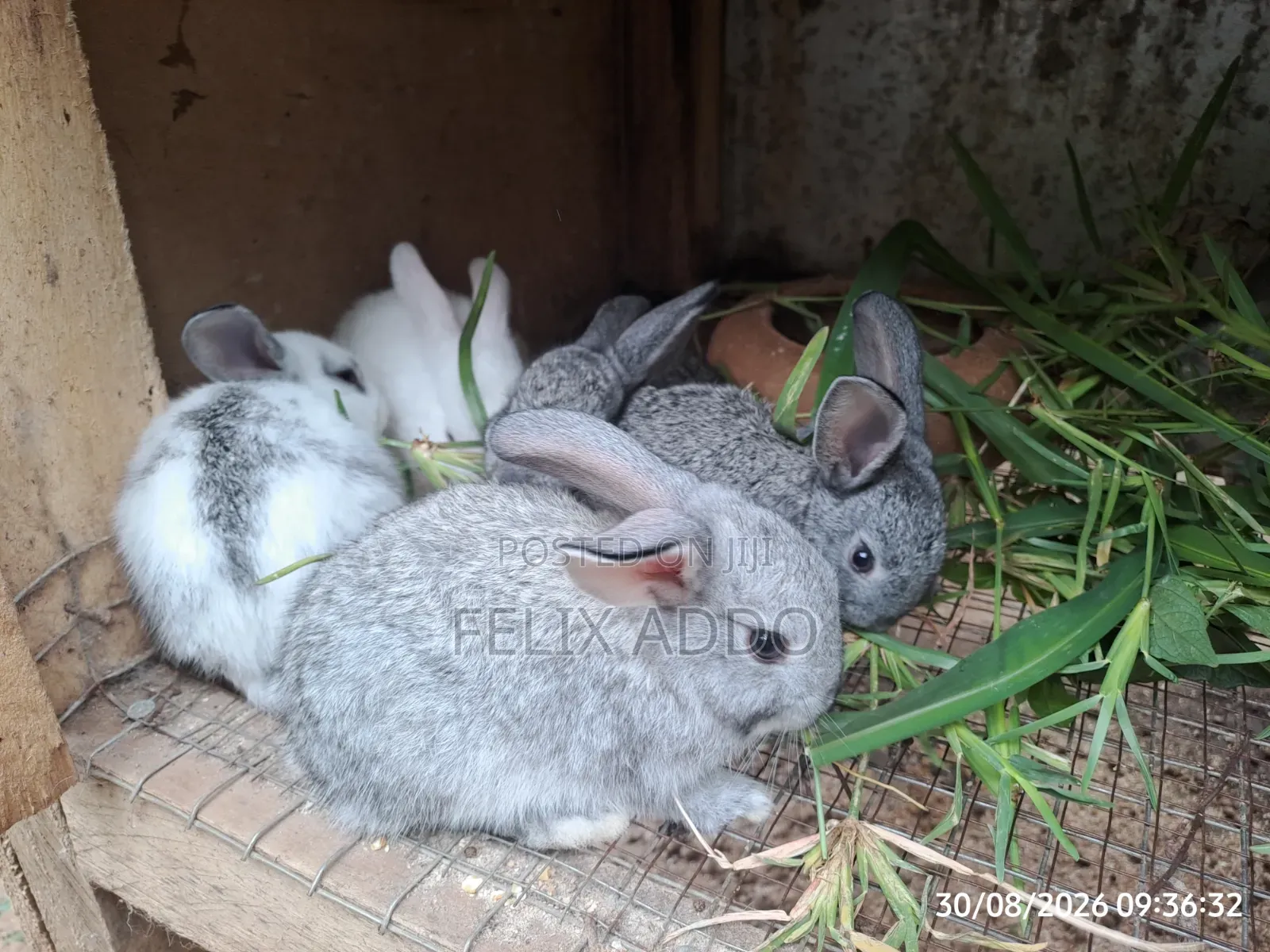 Rabbits for Sale