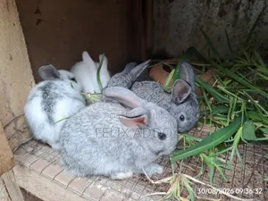 Rabbits for Sale