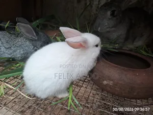 Rabbits for Sale