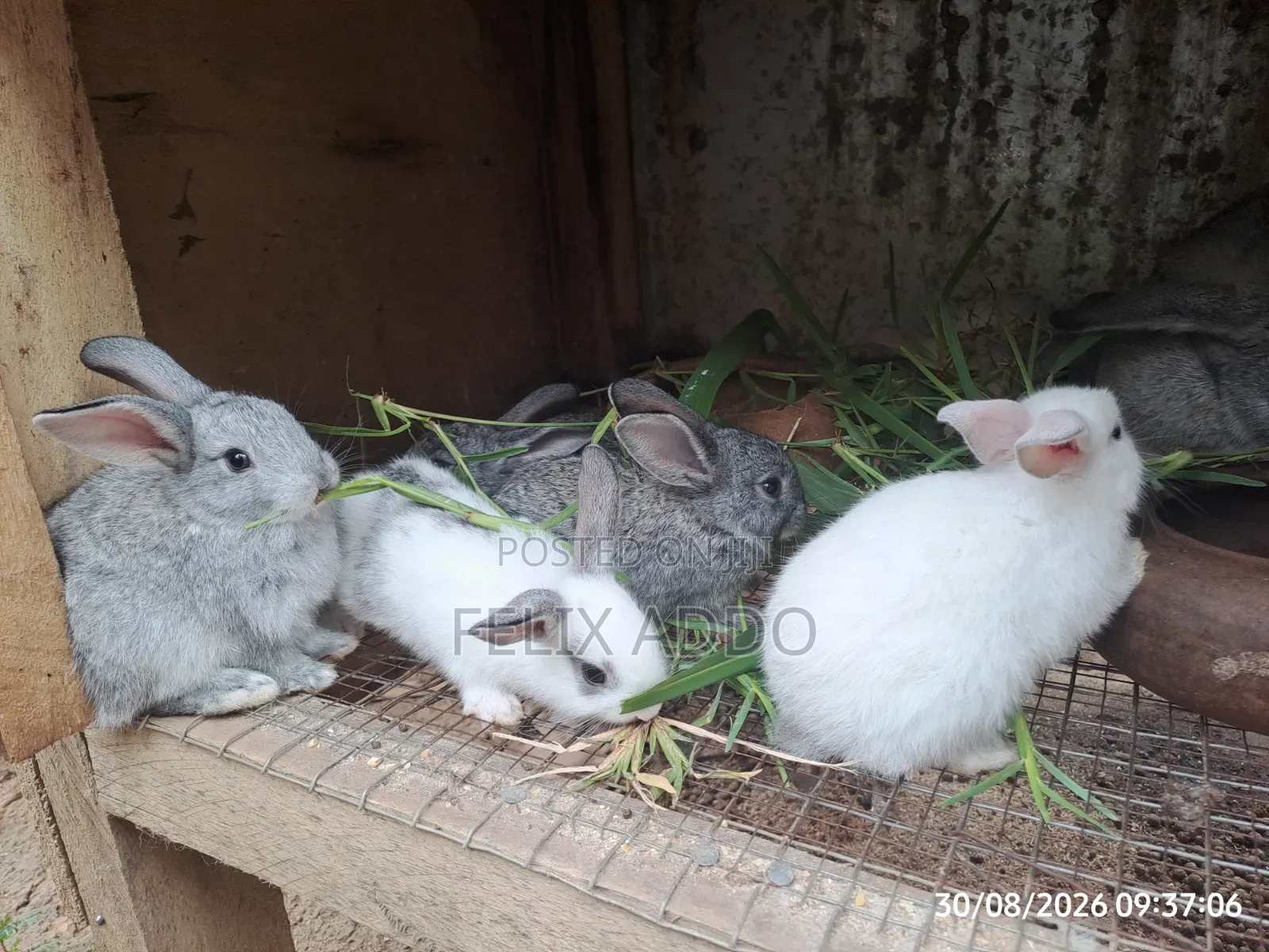 Rabbits for Sale