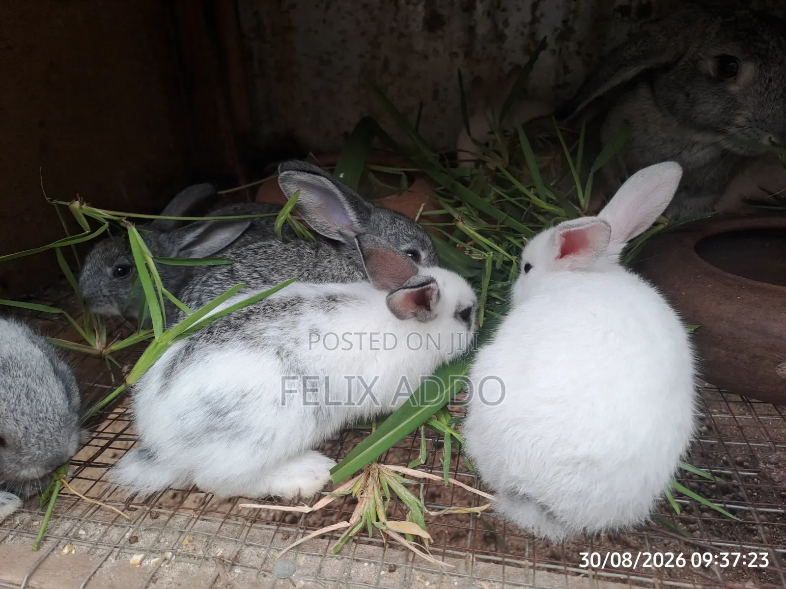 Rabbits for Sale