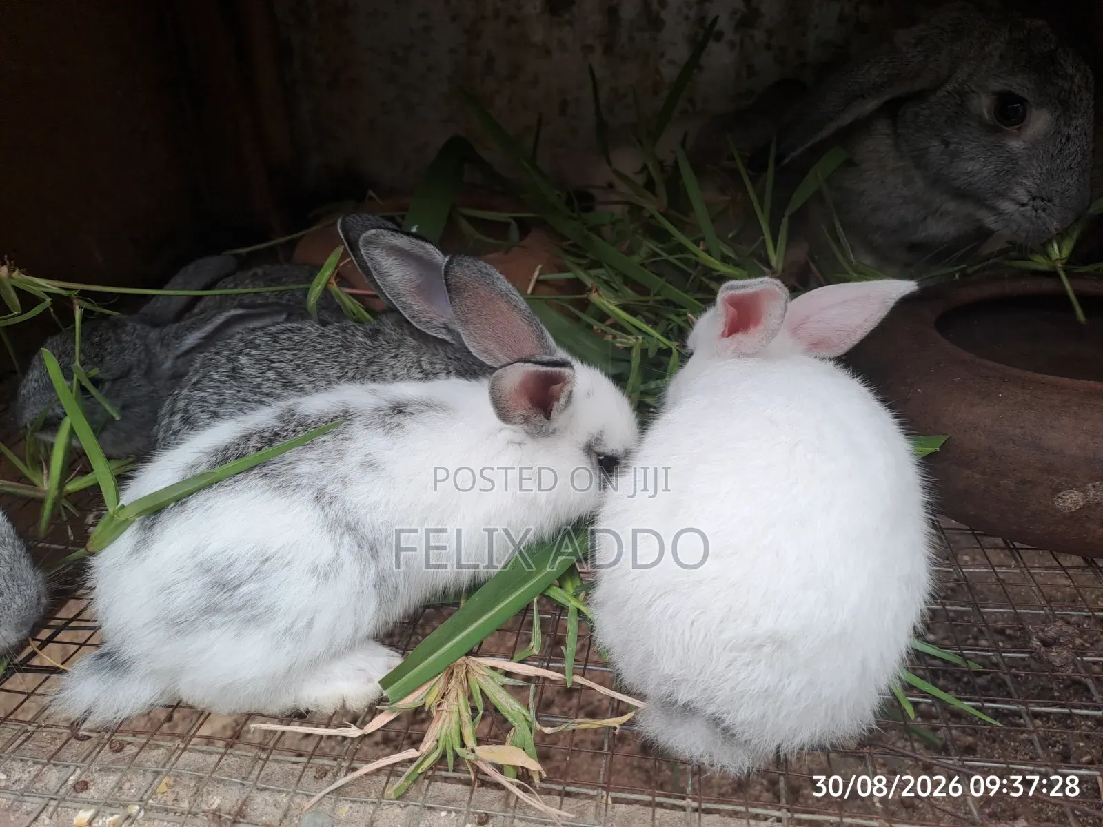 Rabbits for Sale