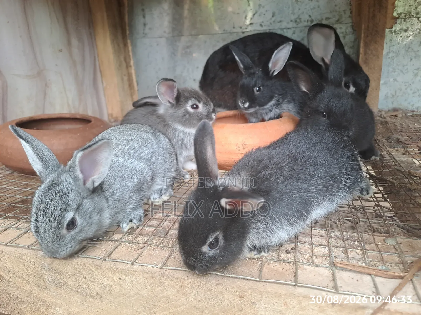 Rabbits for Sale