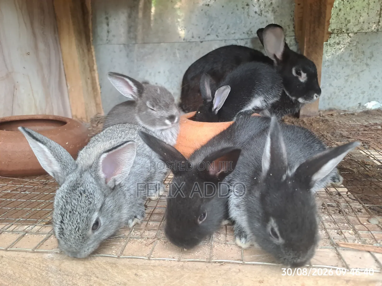 Rabbits for Sale