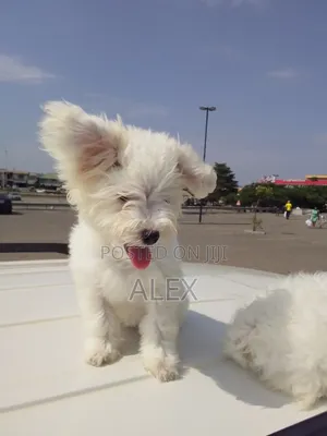 1-3 months Male Purebred Poodle