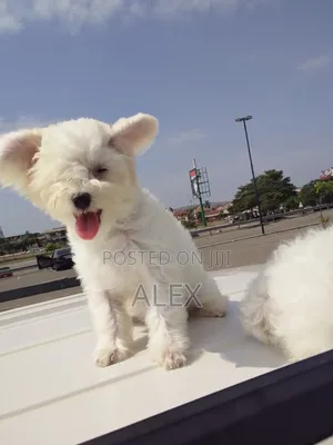 1-3 months Male Purebred Poodle