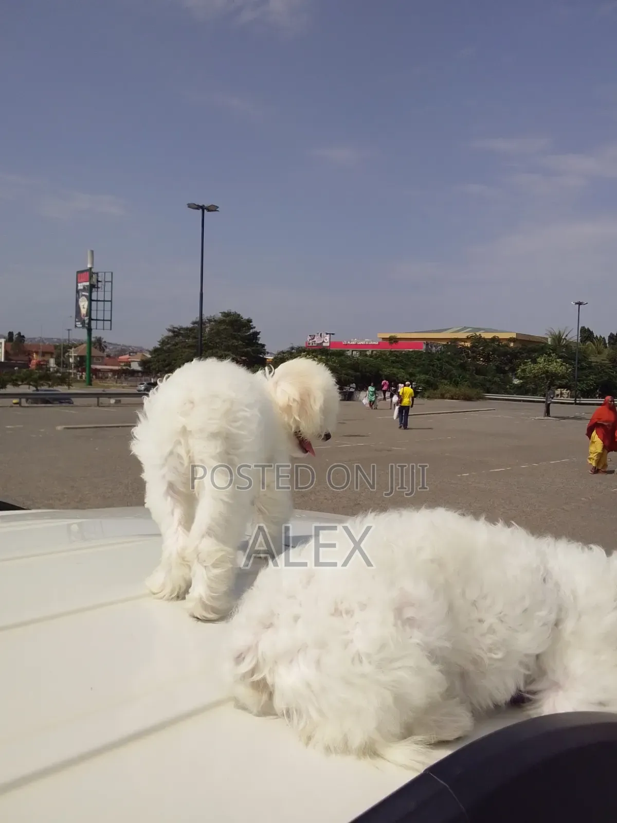 1-3 months Male Purebred Poodle
