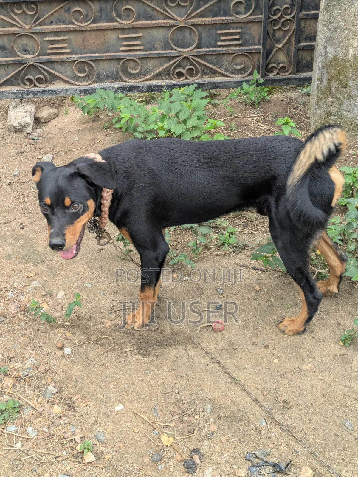 6-12 months Male Mixed Breed Dog