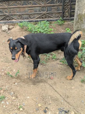 6-12 months Male Mixed Breed Dog