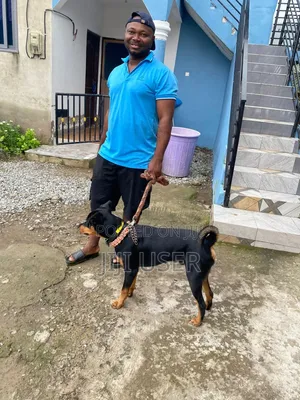 6-12 months Male Mixed Breed Dog
