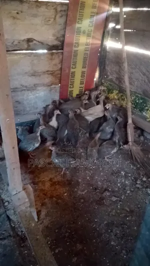 8 Weeks Old Guinea Keets for Sale