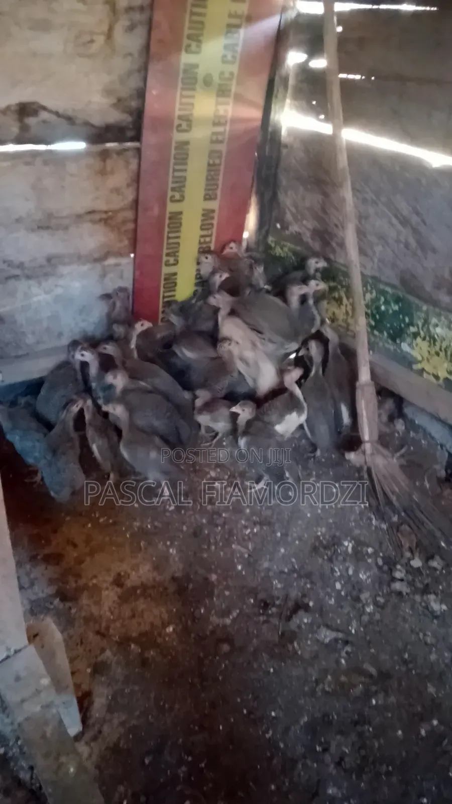 8 Weeks Old Guinea Keets for Sale