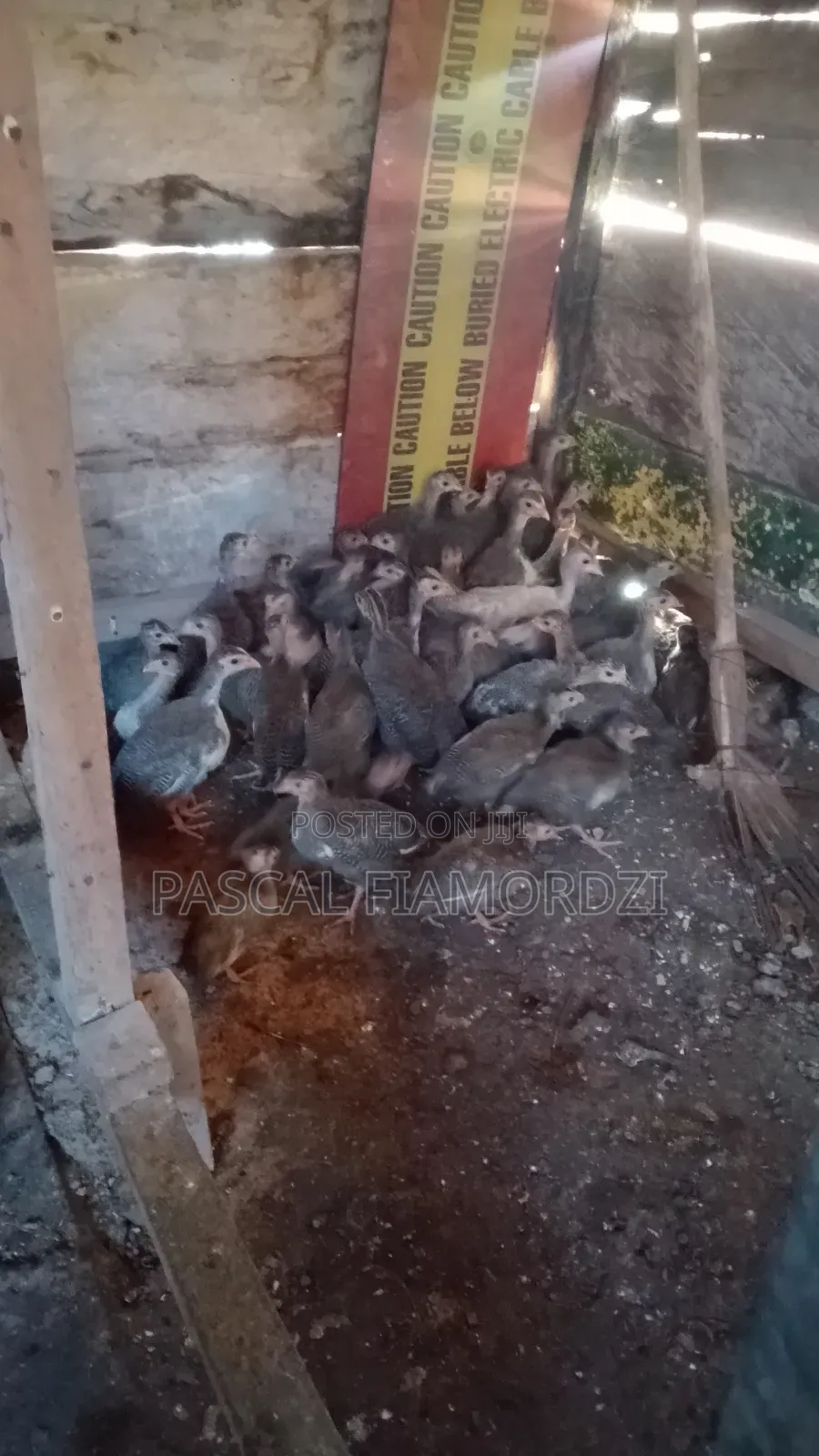 8 Weeks Old Guinea Keets for Sale