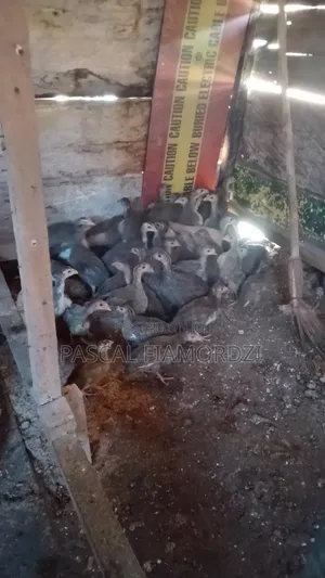 8 Weeks Old Guinea Keets for Sale