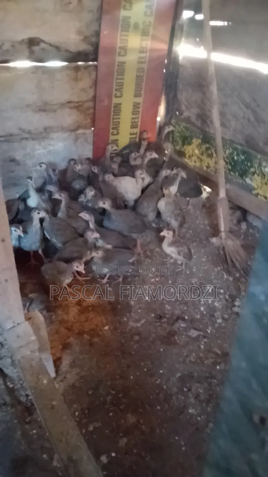 8 Weeks Old Guinea Keets for Sale