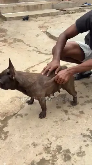 1+ year Female Purebred French Bulldog