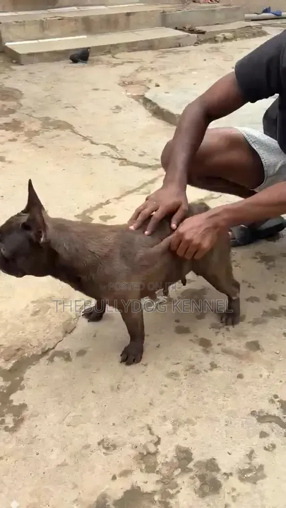 1+ year Female Purebred French Bulldog