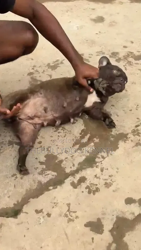 1+ year Female Purebred French Bulldog
