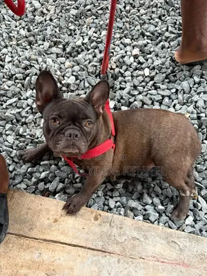 1+ year Female Purebred French Bulldog