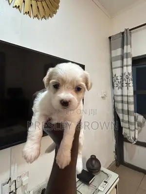 1-3 months Female Purebred Maltese