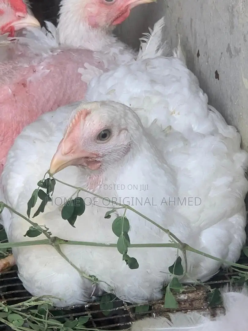 Broiler Rose 308