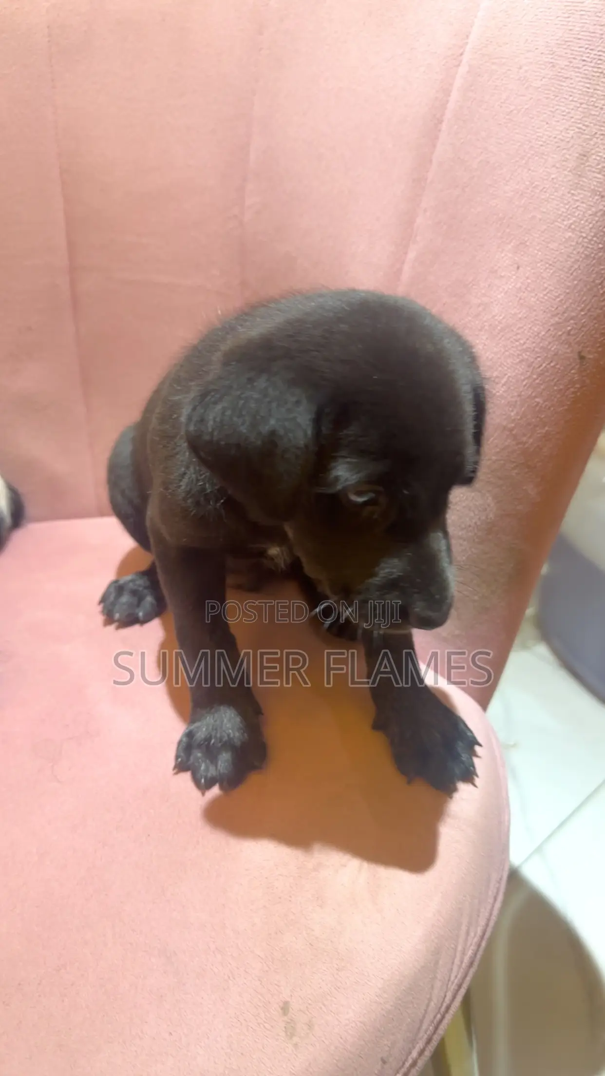 1-3 months Male Purebred Mongrel (No Breed)
