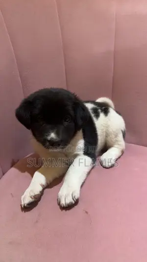1-3 months Male Purebred Mongrel (No Breed)