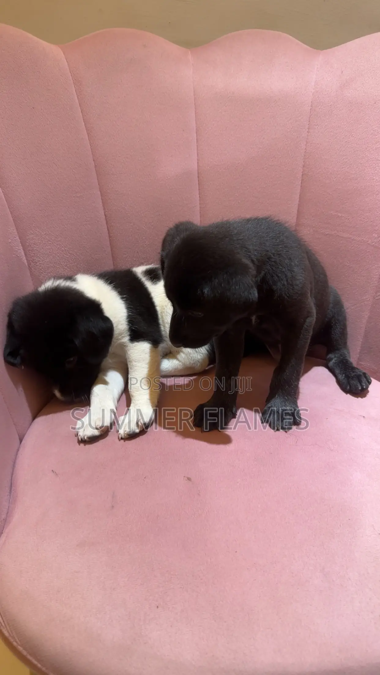 1-3 months Male Purebred Mongrel (No Breed)