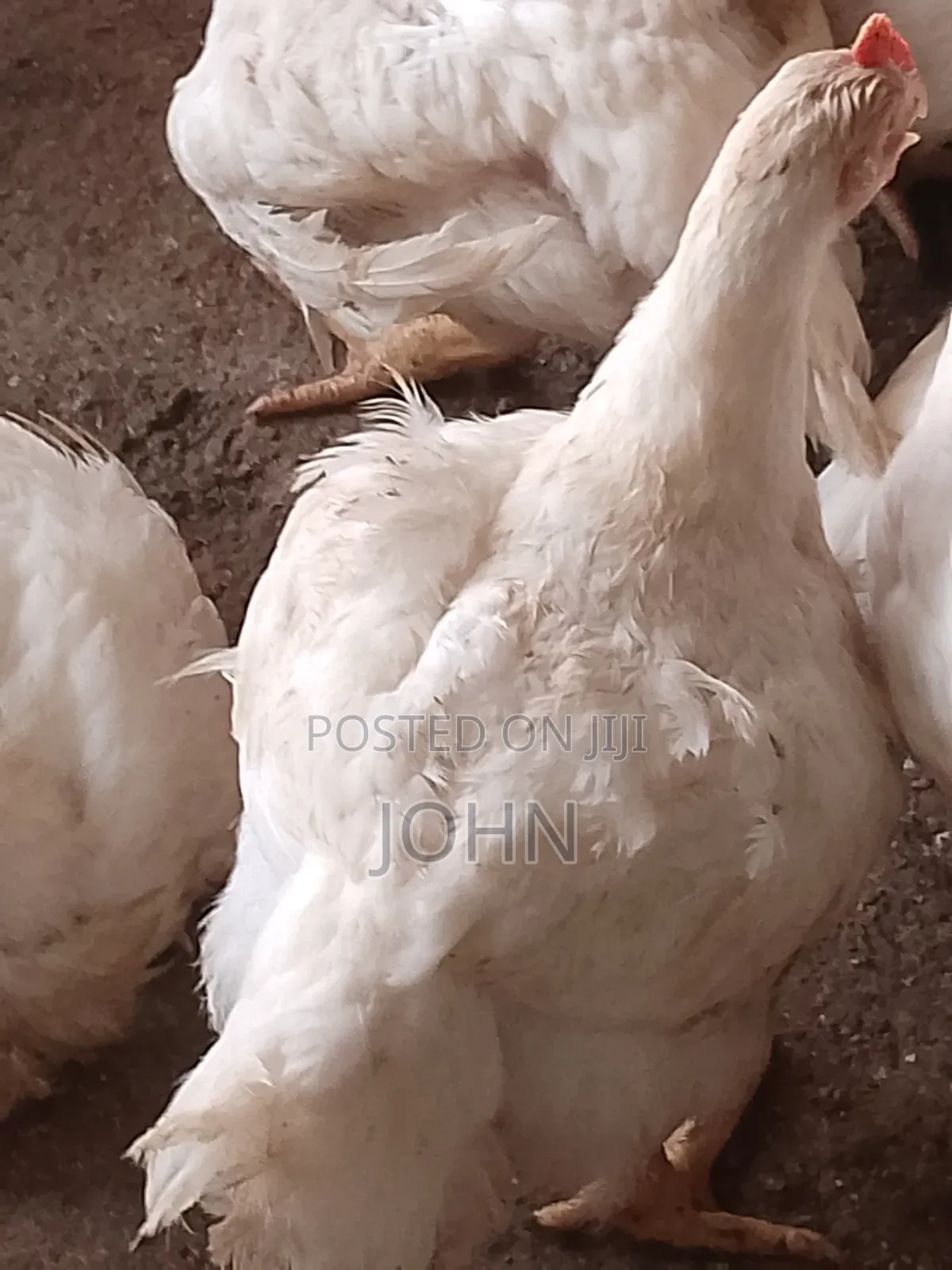 Broiler Chicken 2kg