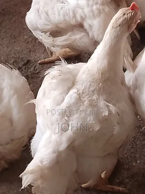 Broiler Chicken 2kg